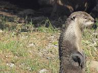 Clawless Otter
