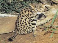 Small Spotted Cat