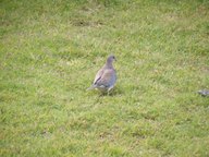 Game and Bird Viewing