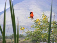 Game and Bird Viewing